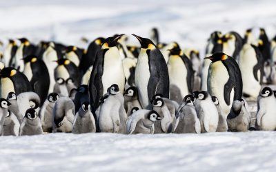 Emperor Quest: Snow Hill Island, Antarctica